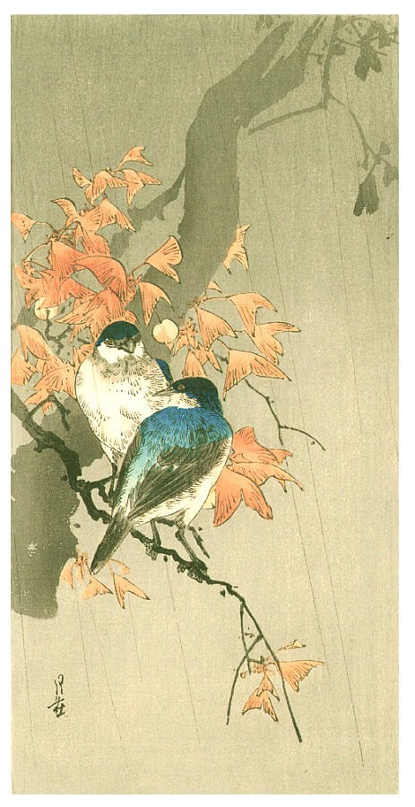 Tekstbegrip Frans, Les oiseaux nicheurs menacés en France, Tekstbegrip Frans leren, Vivienne Stringa